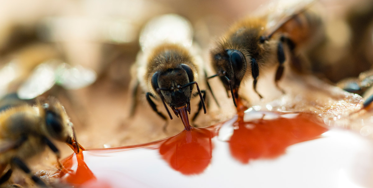 Bees eat hemp. Bees make hemp honey.