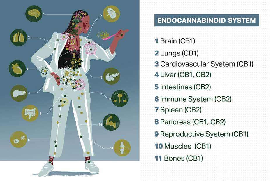Diagram of the endocannabinoid system