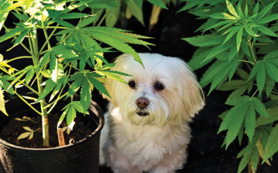 Learn about CBD for pets